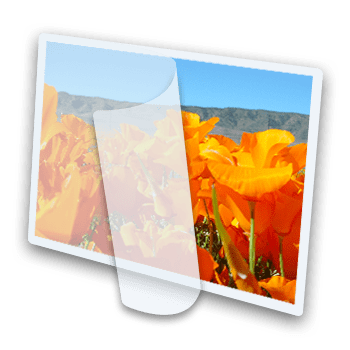 laminated picture of flowers
